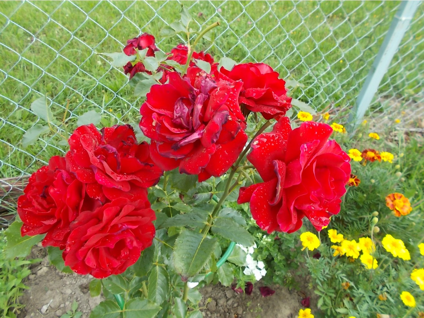 DSCN0713.JPG