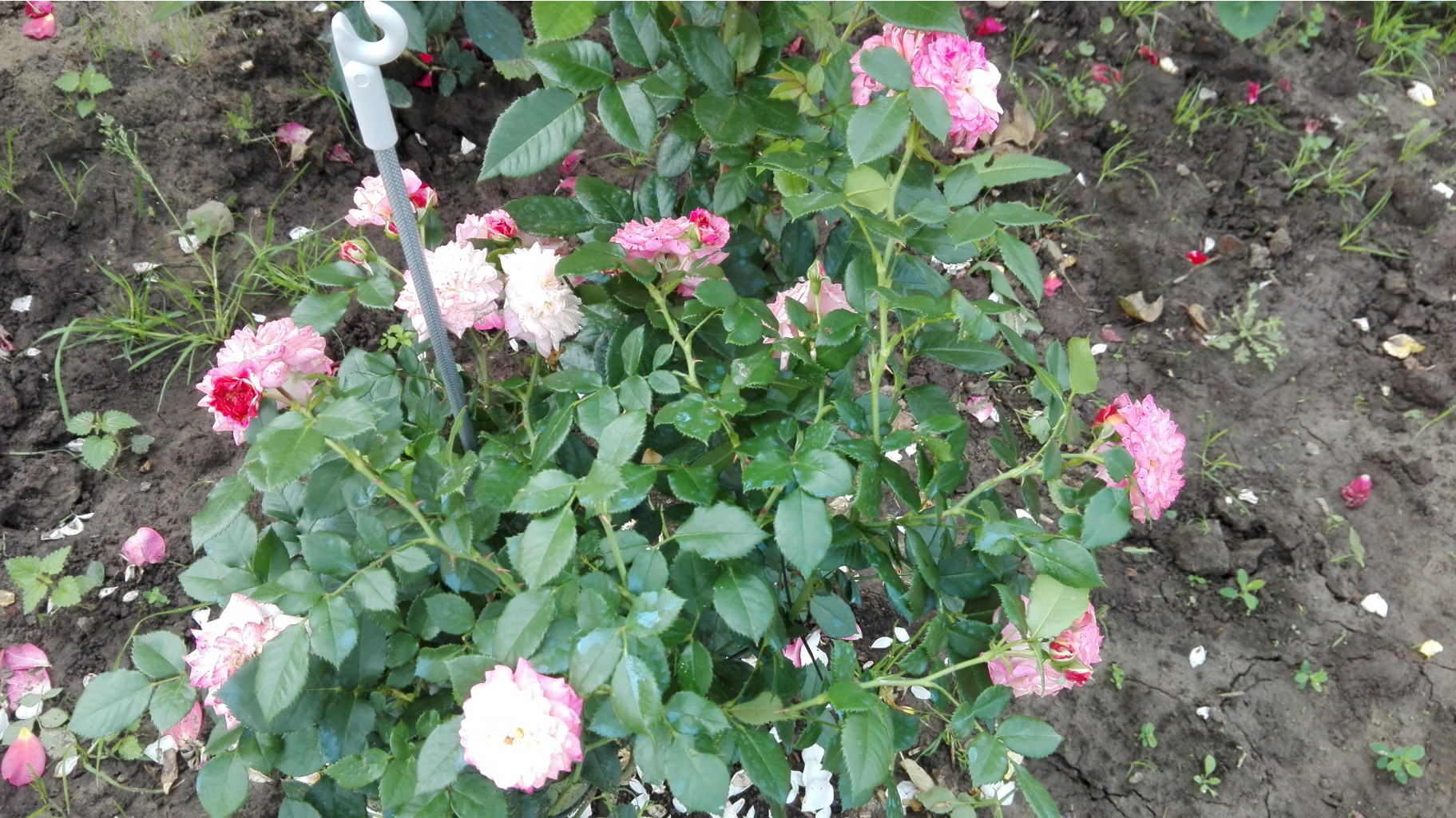 IMG 20160724 091732.jpg