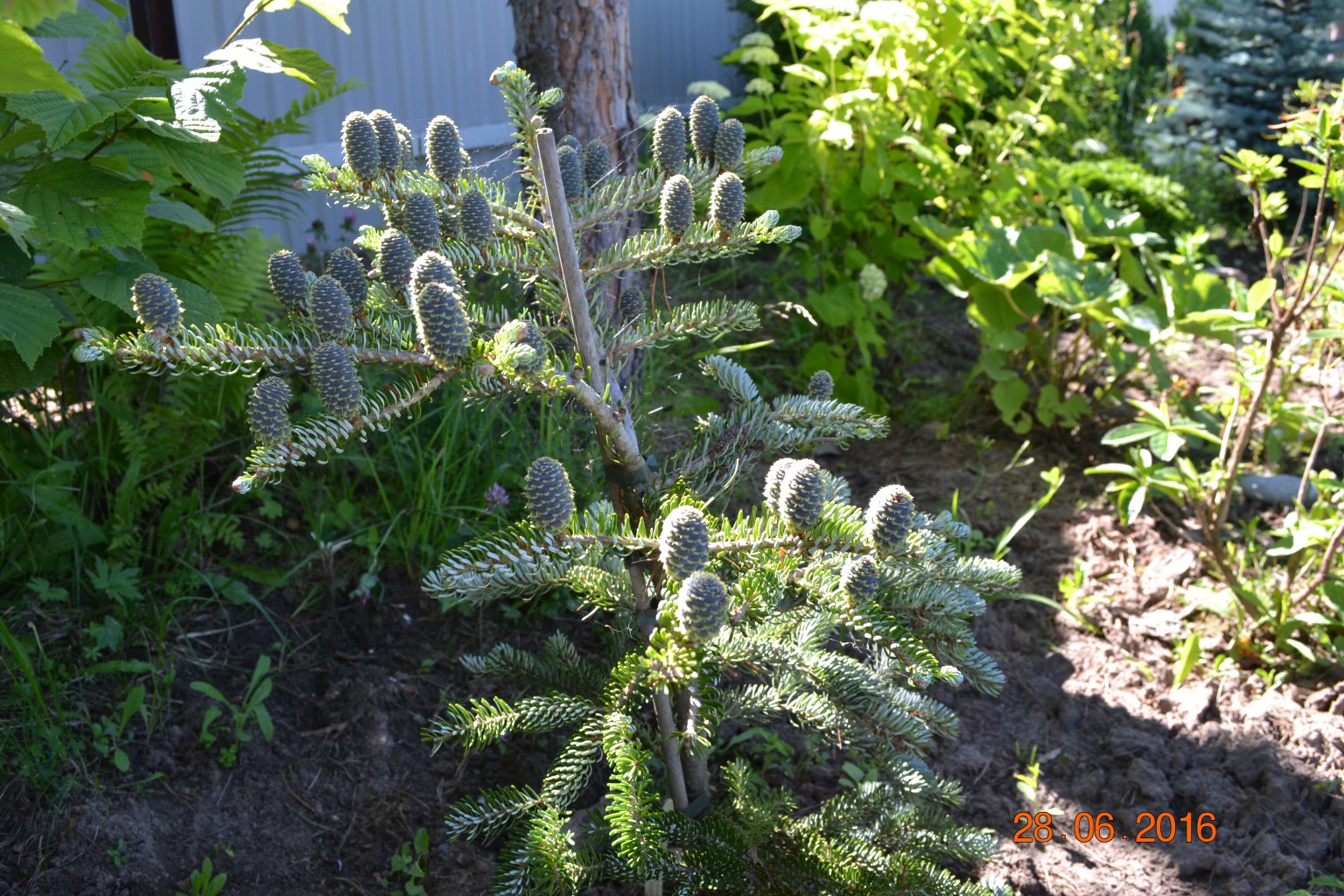  abies koreana silberlocke