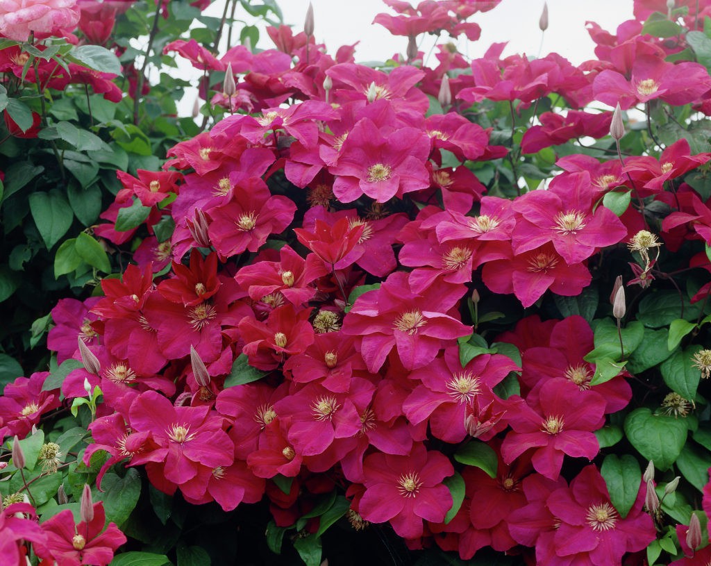 Clematis Rouge Cardinal - 3,37   