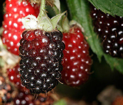  Rubus loganobaccus - 2,49    