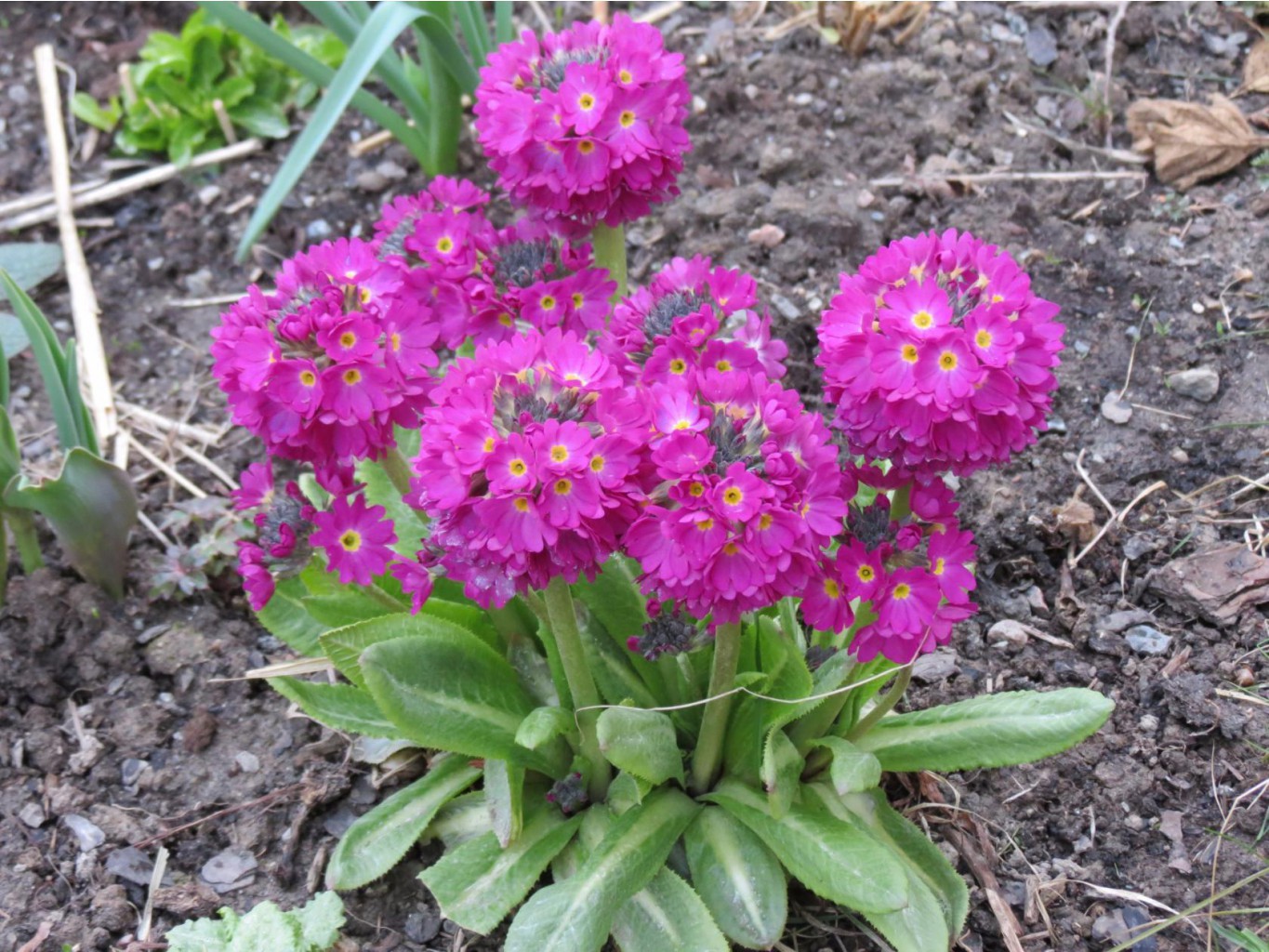 Primula krasnaya.jpg