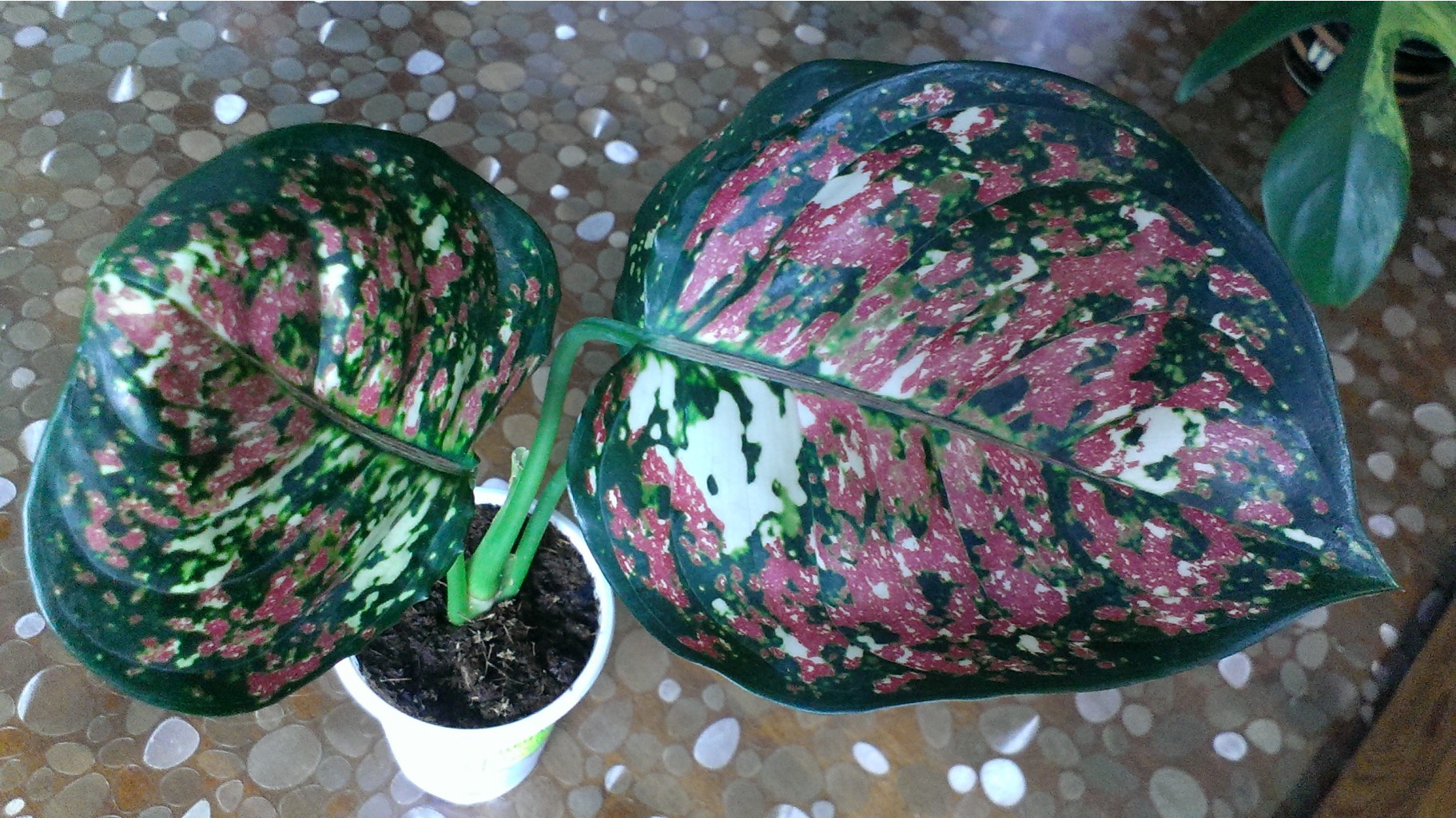 Aglaonema Anyamanee Tricolor