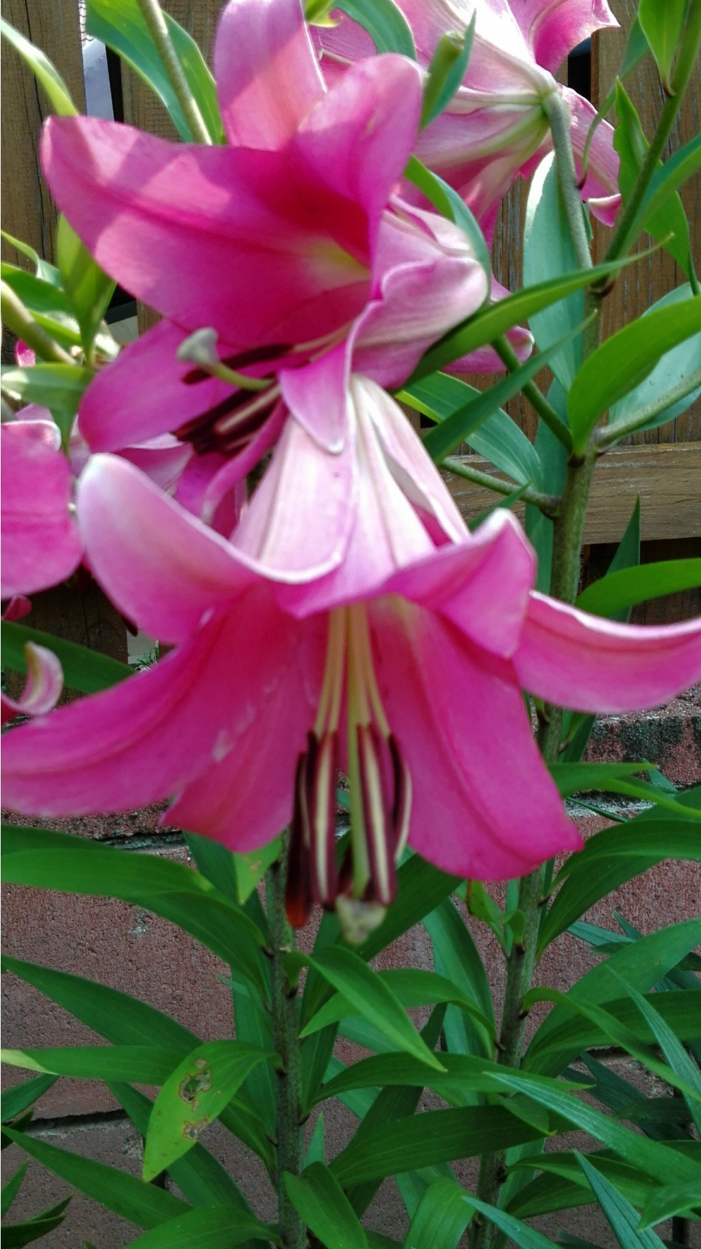 IMG 20160724 171052.jpg