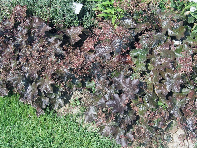   (Heuchera micrantha) ,.100