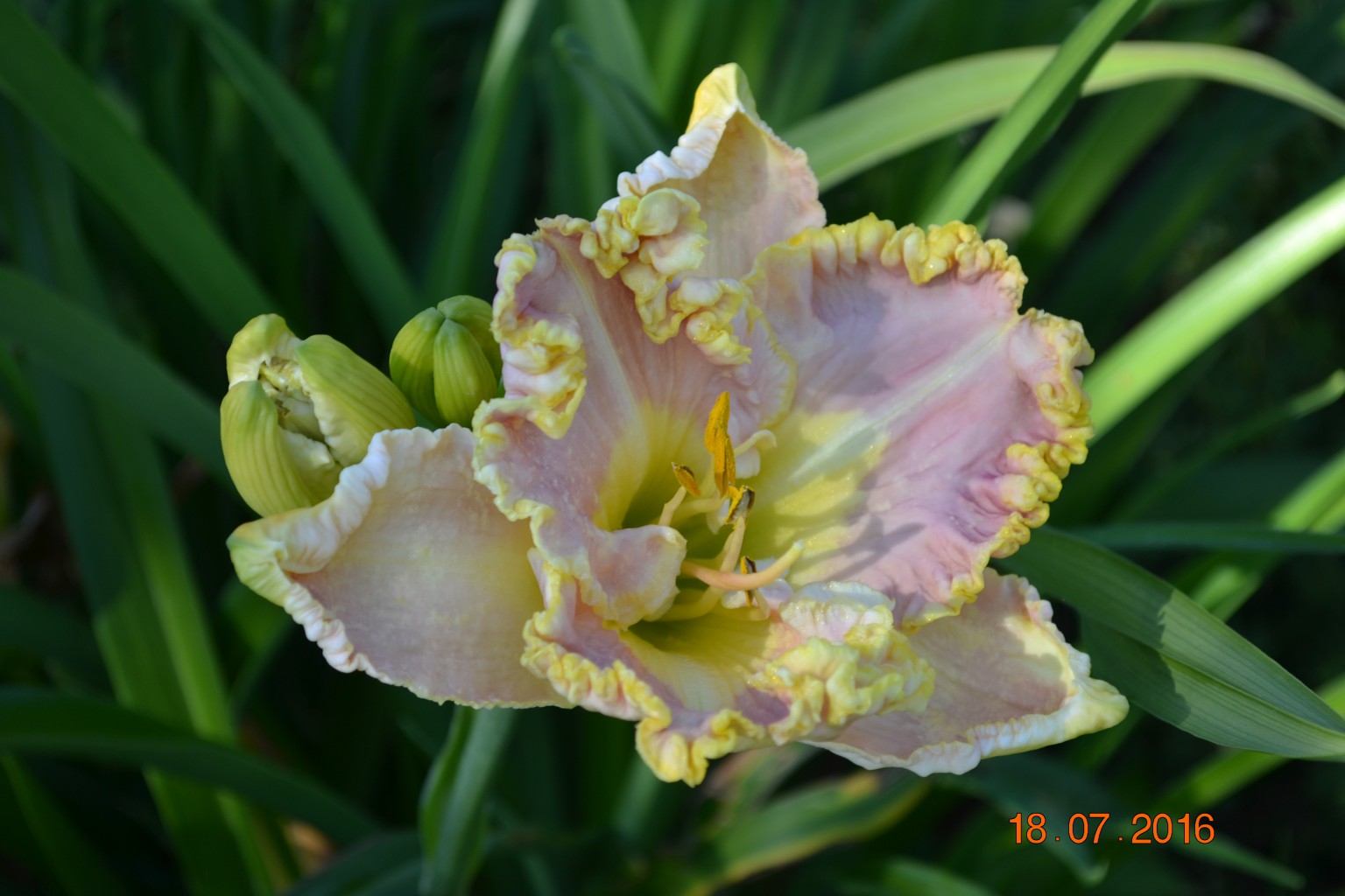 DSC 0092.JPG
