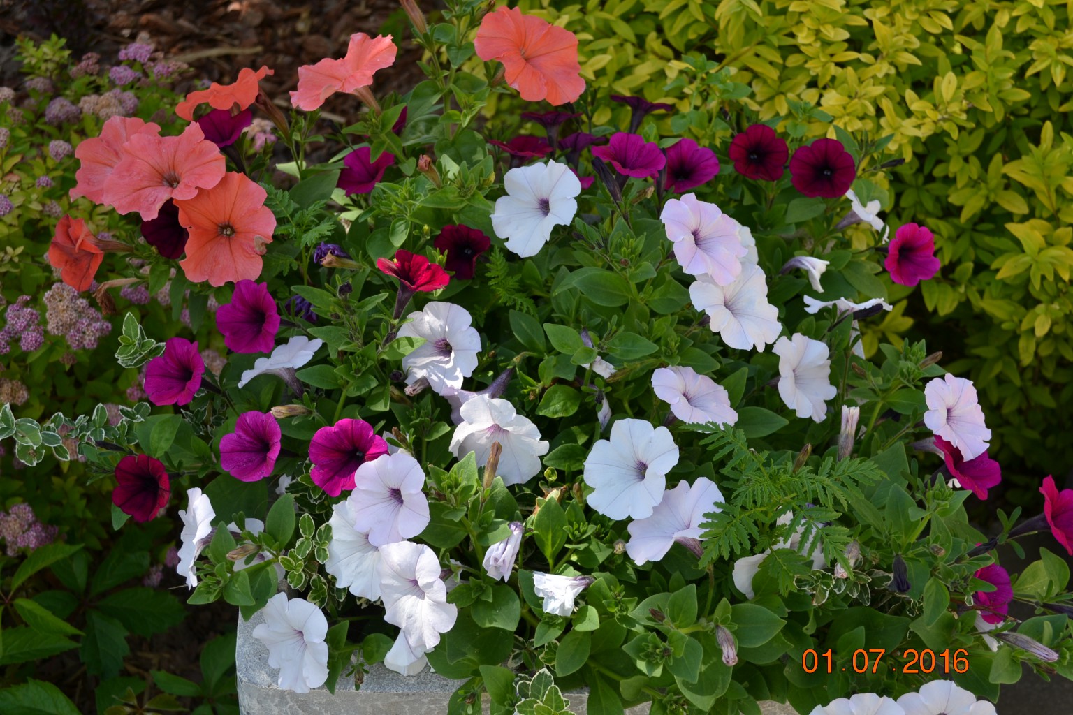 DSC 0370.JPG