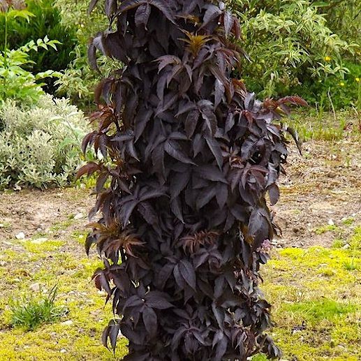  Sambucus nigra Black Tower - 3,75