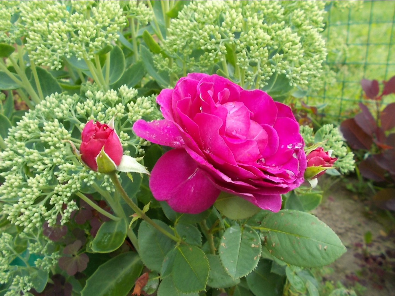 DSCN0721.JPG