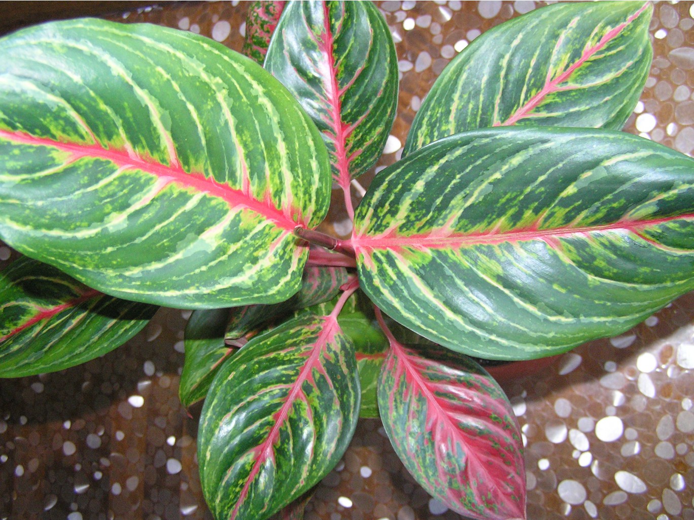 Aglaonema Amnat Charoen?