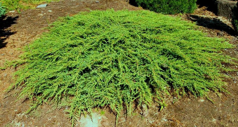 - Juniperus comm. Green Carpet - 1,75       1 