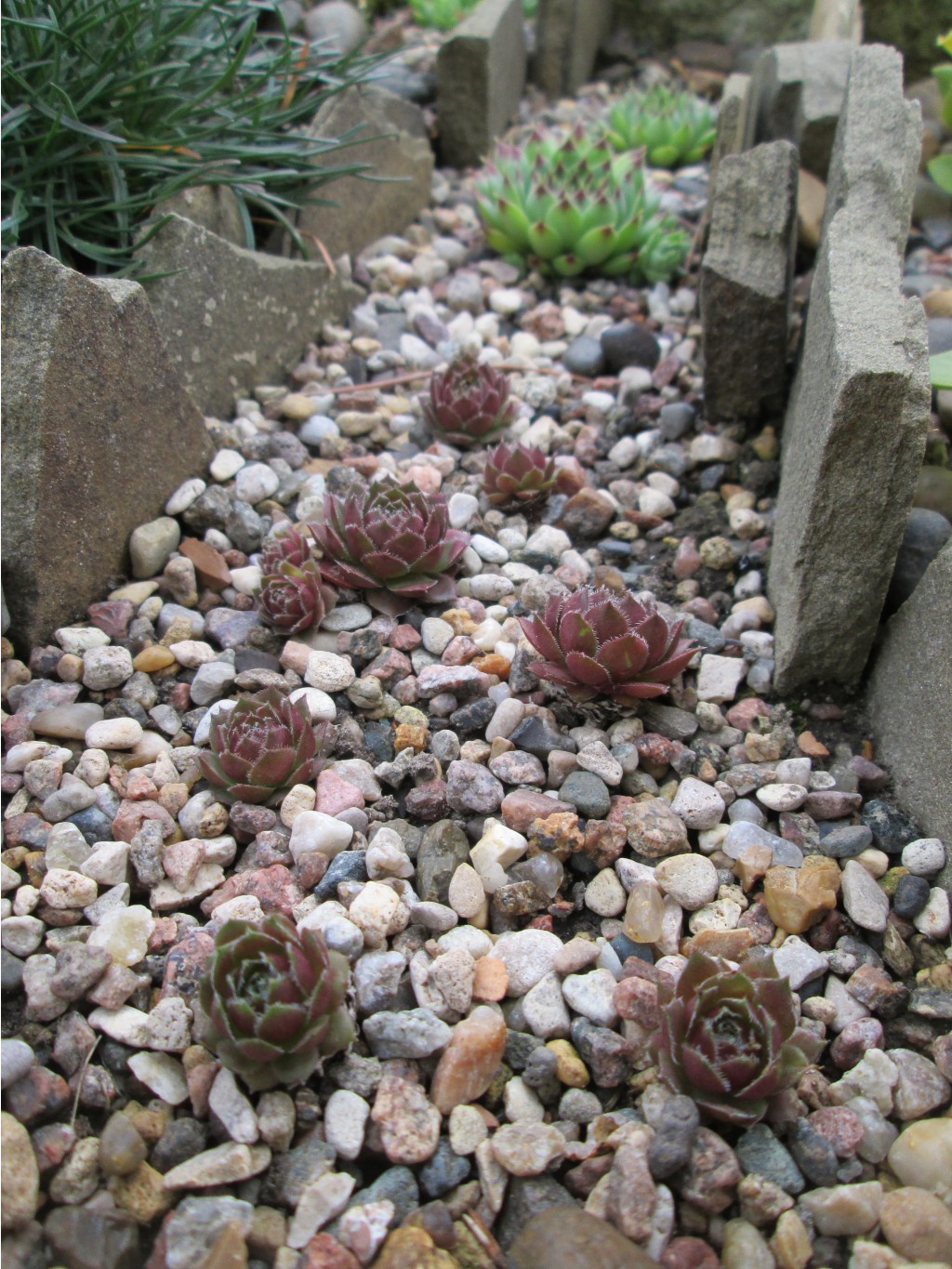 IMG 4491.JPG