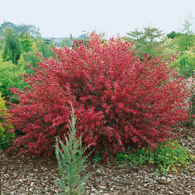  Cytisus Boskoop Ruby - 1,46      2 