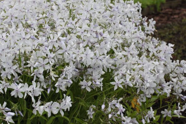 .  “White Perfume”(Ph. divaricata “White Perfume”)