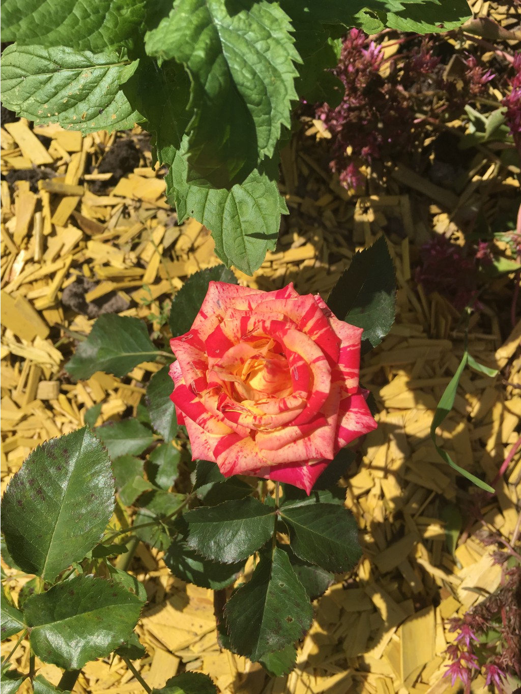  ( Ferdinand Pichard)