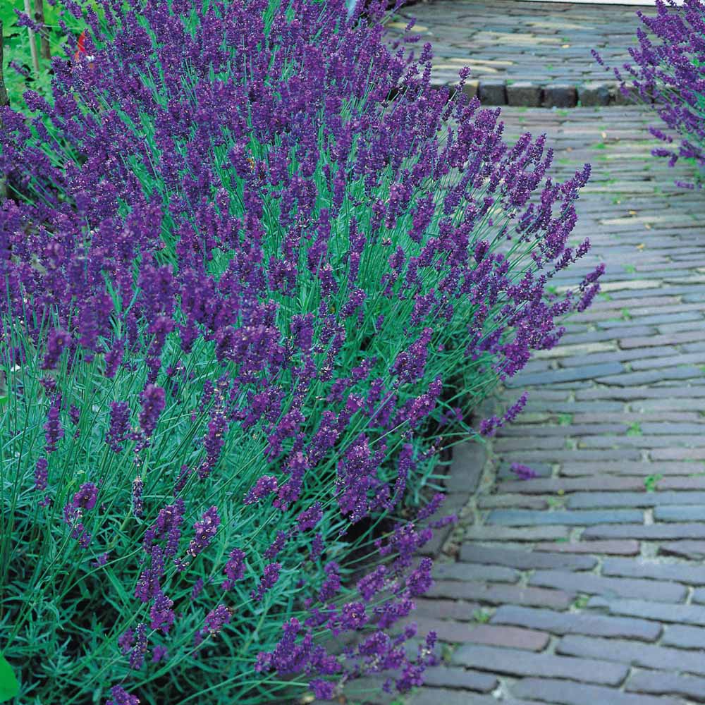  Lavandula ang. Munstead - 2,13