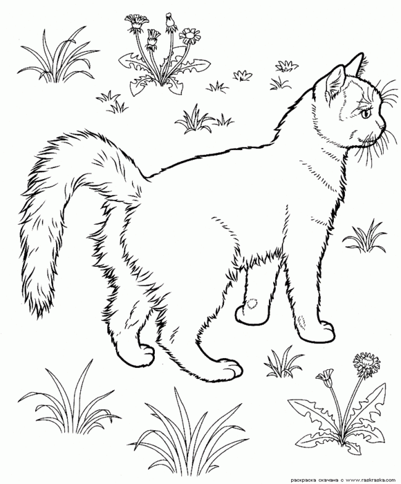 88493138 cats coloring pages 301.gif