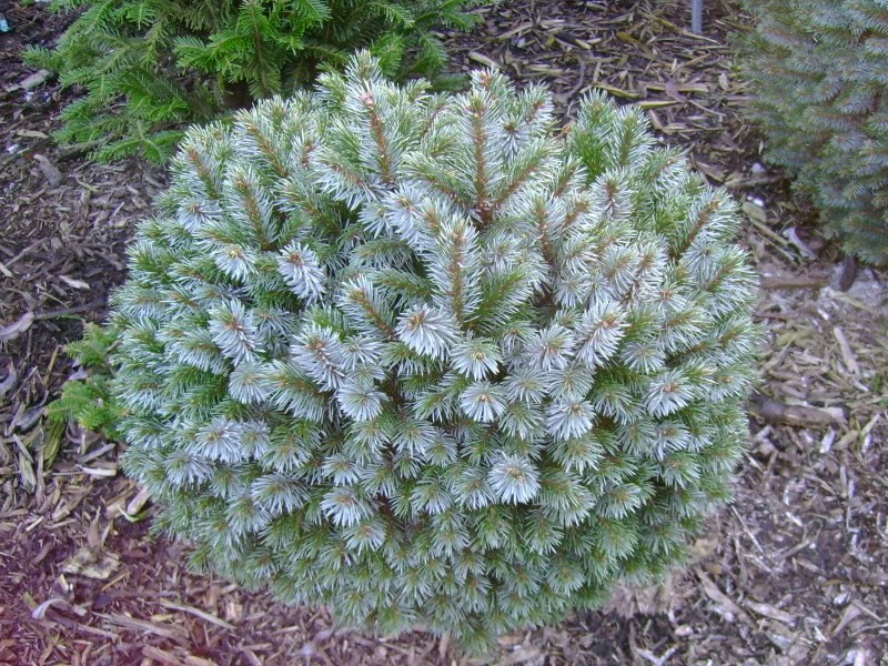 Picea sitchensis Silberzwerg - 2,82       1 