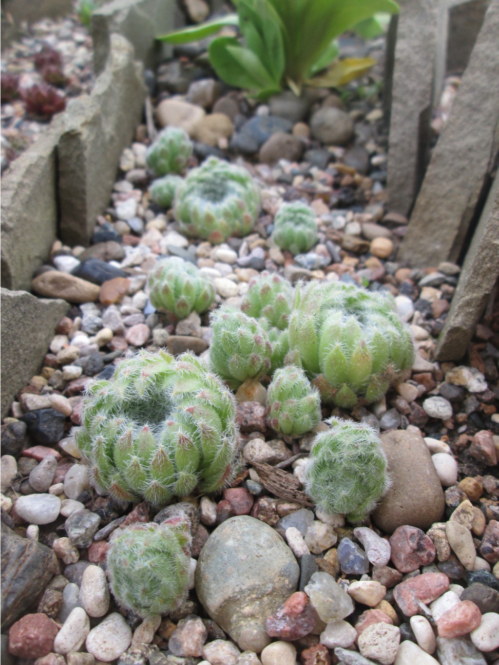 IMG 4490.JPG