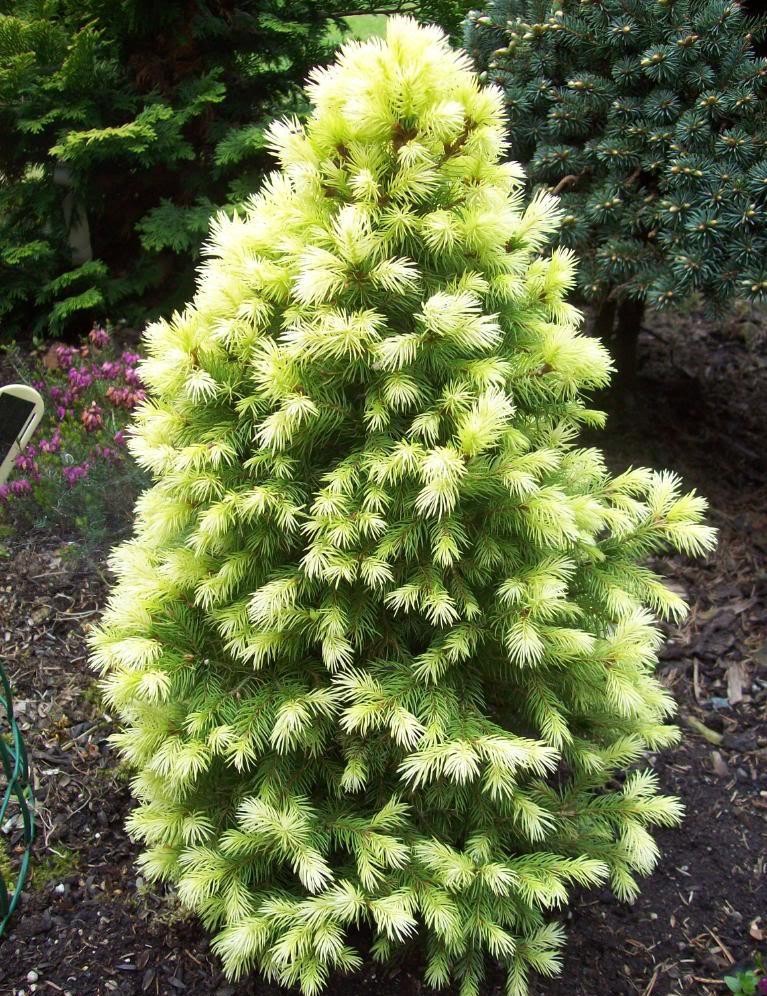 Picea gl. Daisy's White - 1,84       4 