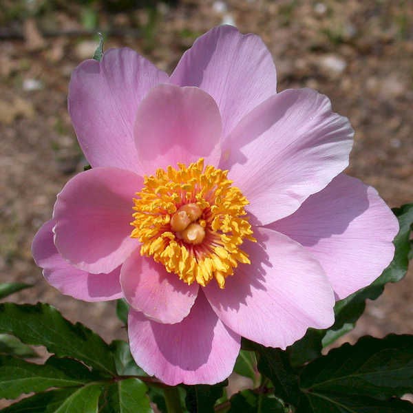  Pink Chalice     (Saunders, )