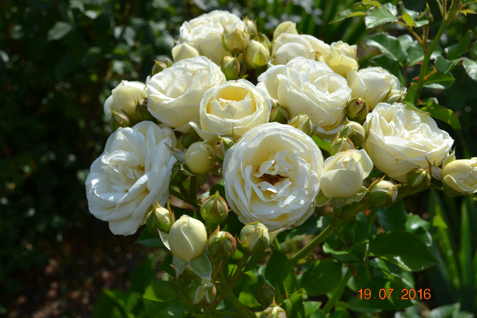DSC 0171.JPG