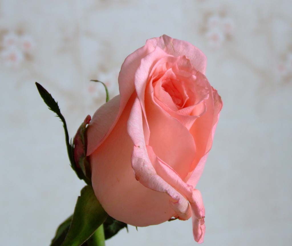 https://img.nn2.ru/galleryview/0/userfiles/data/ufiles/2016-07/dd/43/00/57911d71112dd_dscf0628.JPG