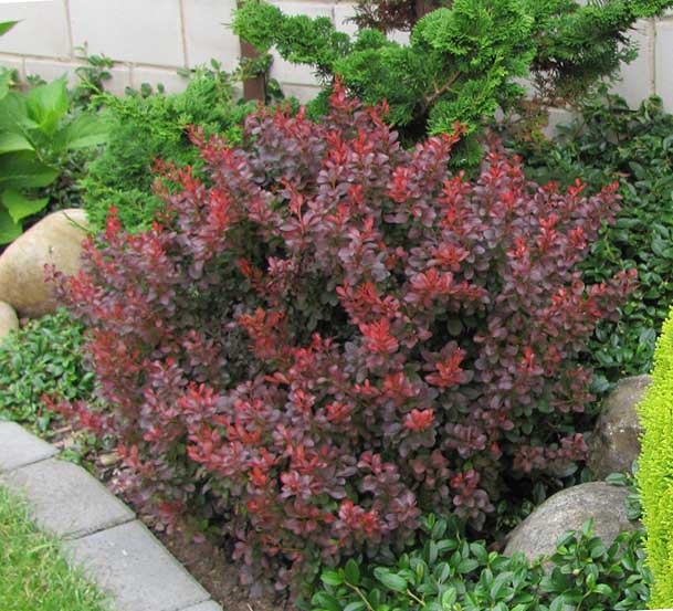  Berberis thunb. Atropurpurea Nana - 1,75   