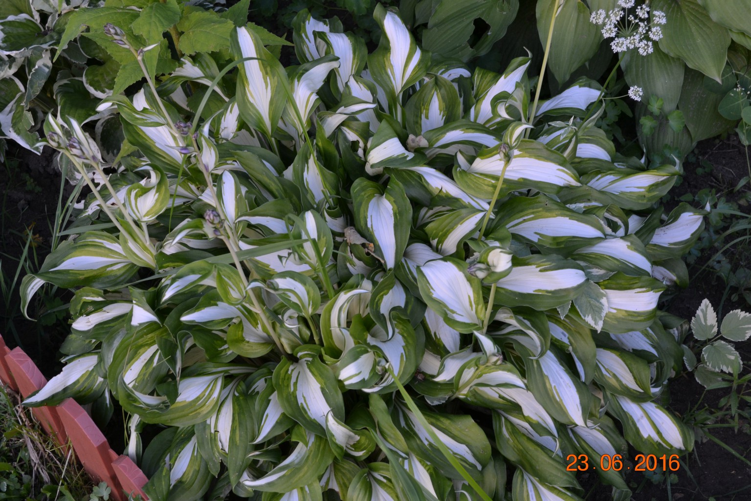 DSC 0115.JPG
