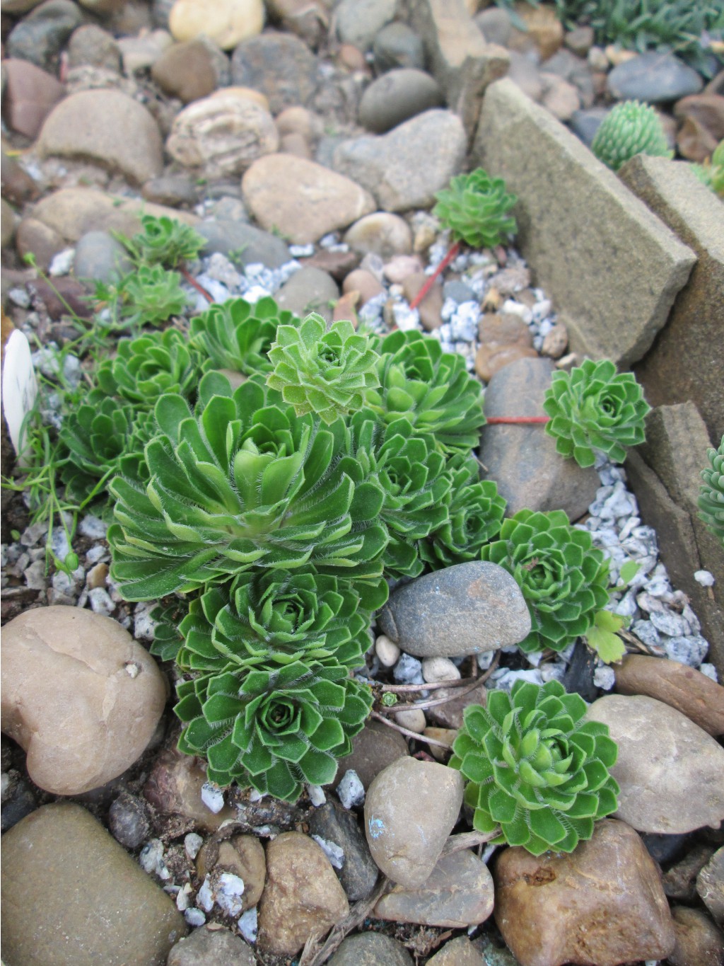 IMG 4485.JPG