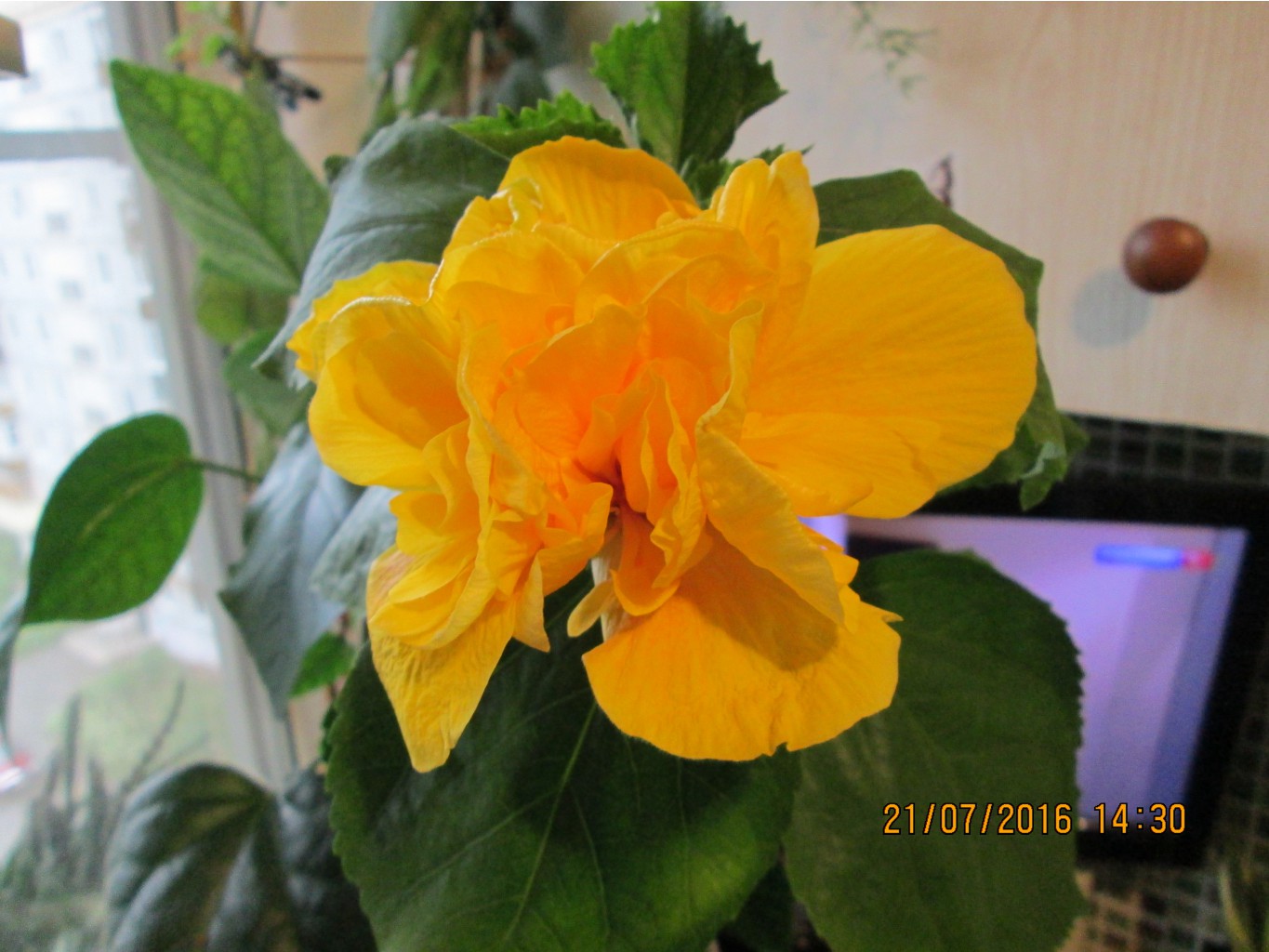 IMG 3393.JPG