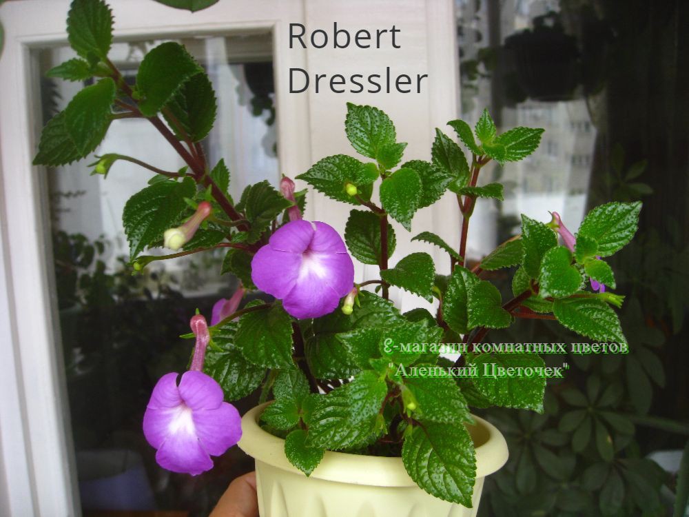 Robert Dressler