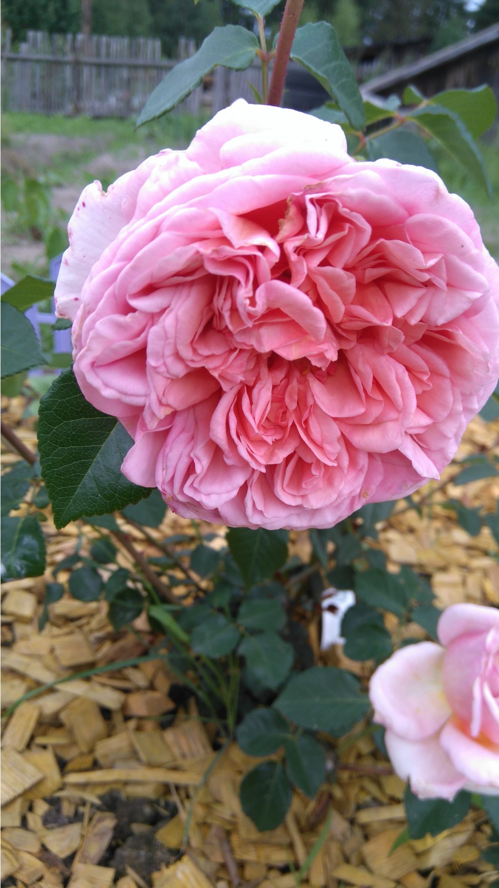 Abraham Darby (1).JPG