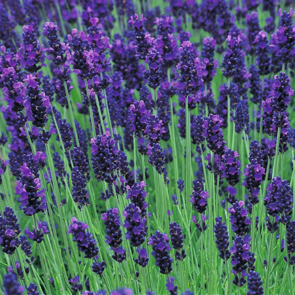  Lavandula ang. Hidcote - 2,13    