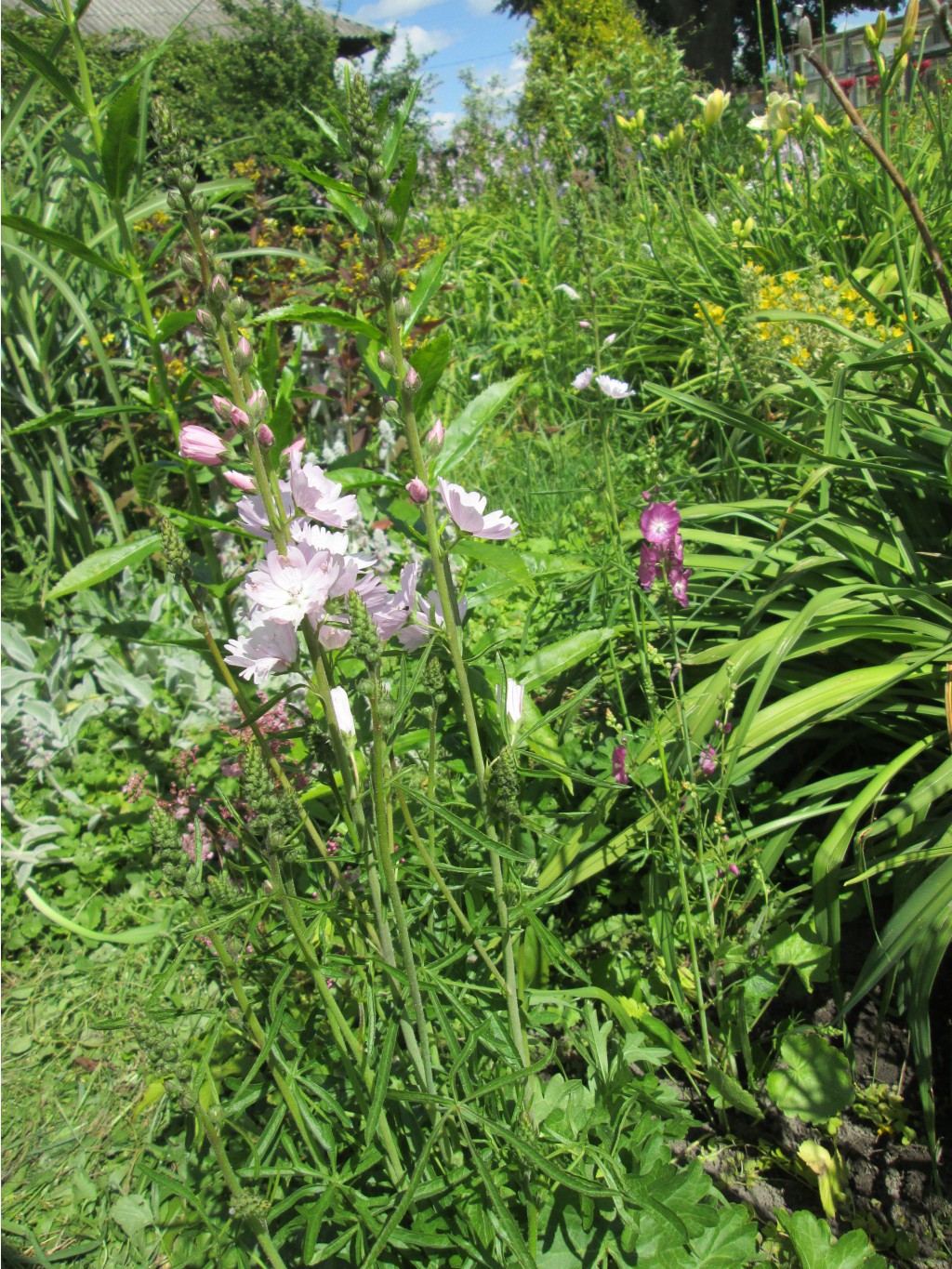 IMG 4465.JPG