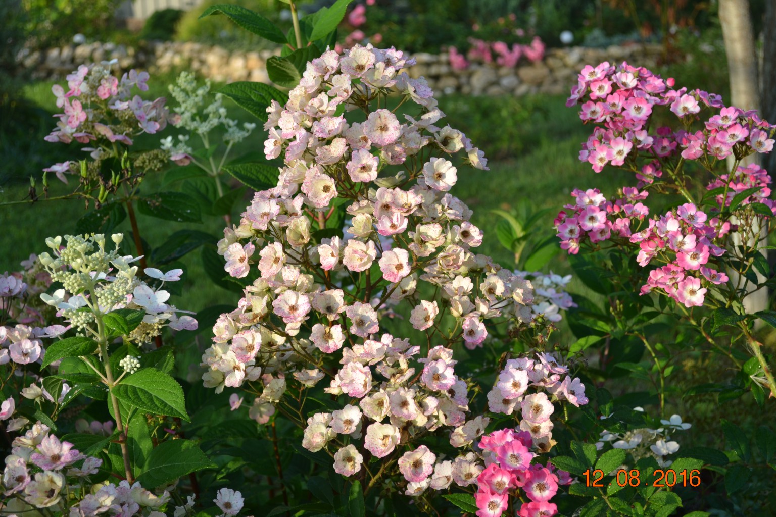 DSC 0607.JPG