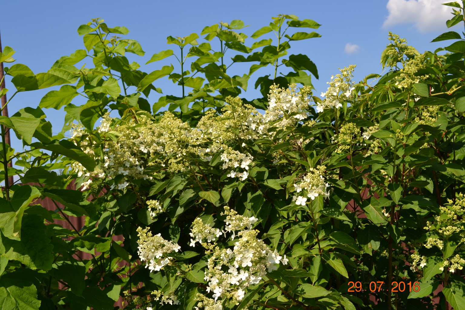 DSC 0421.JPG