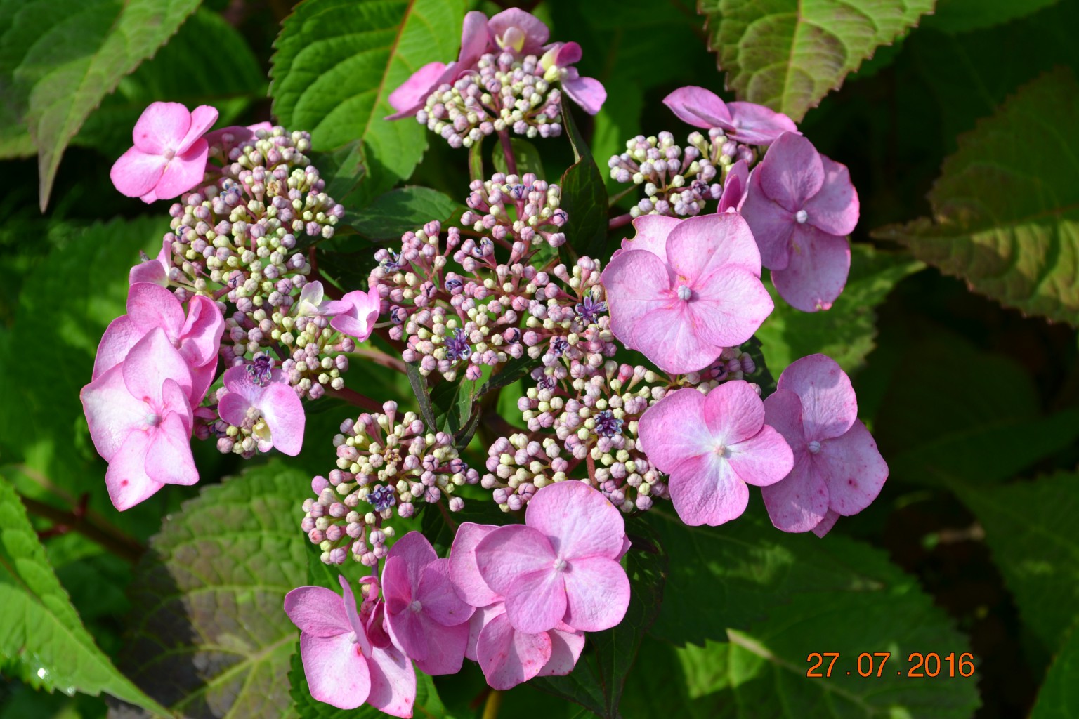 DSC 0324.JPG