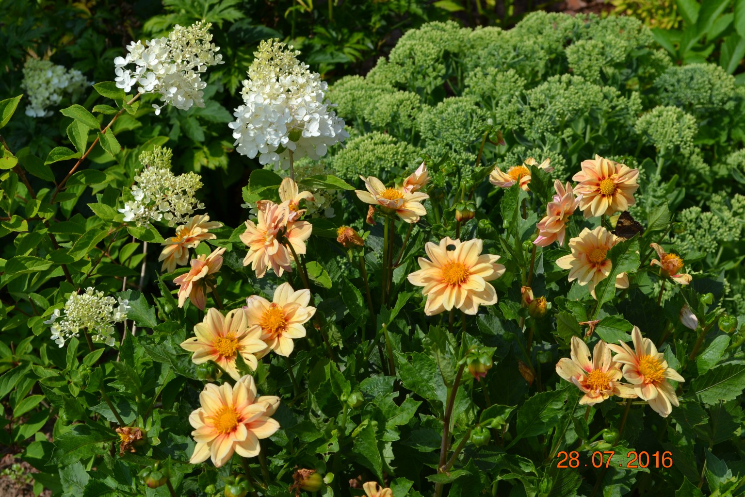 DSC 0362.JPG