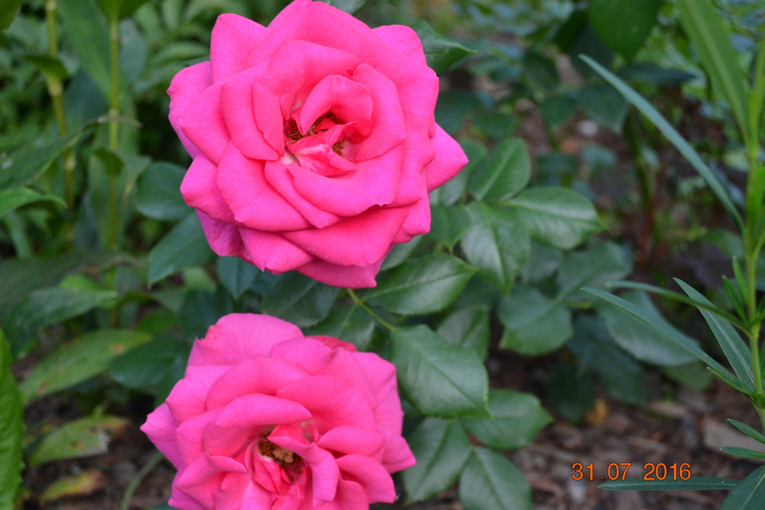 DSC 0426.JPG