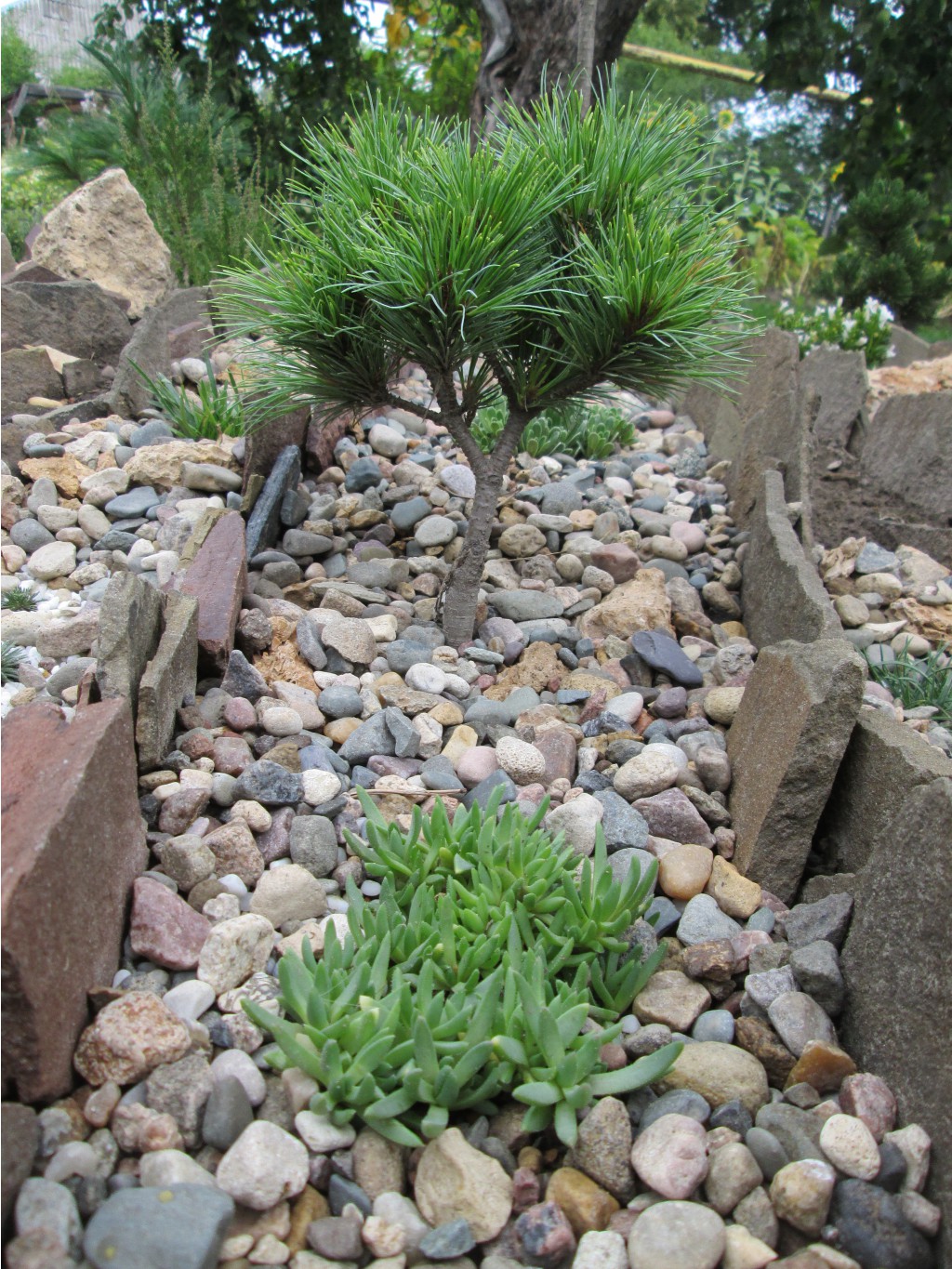 IMG 4536.JPG