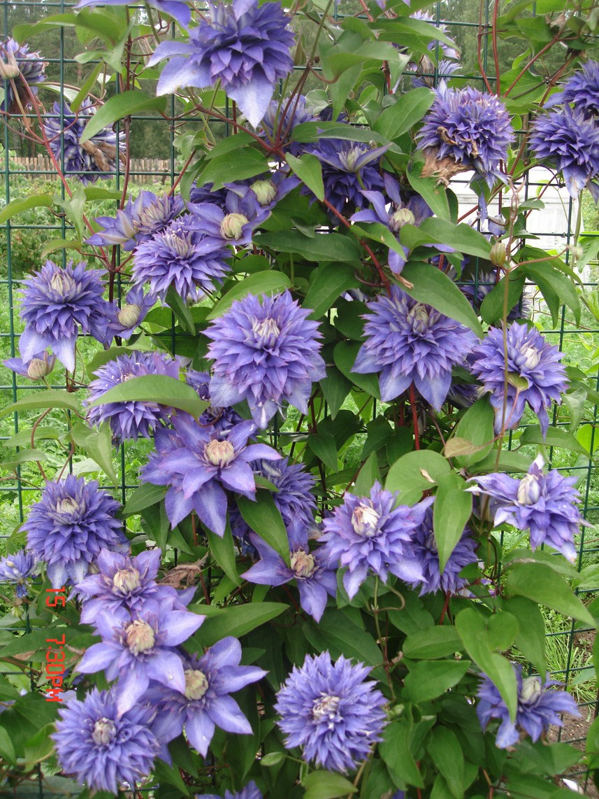 Clematis multi blue.jpg