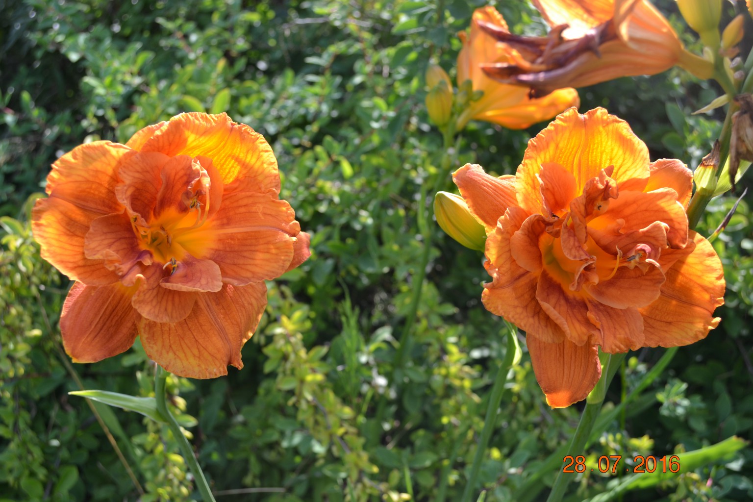 DSC 0326.JPG