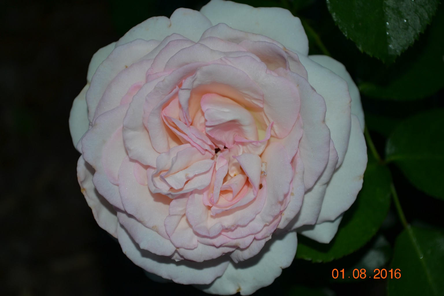 DSC 0438.JPG