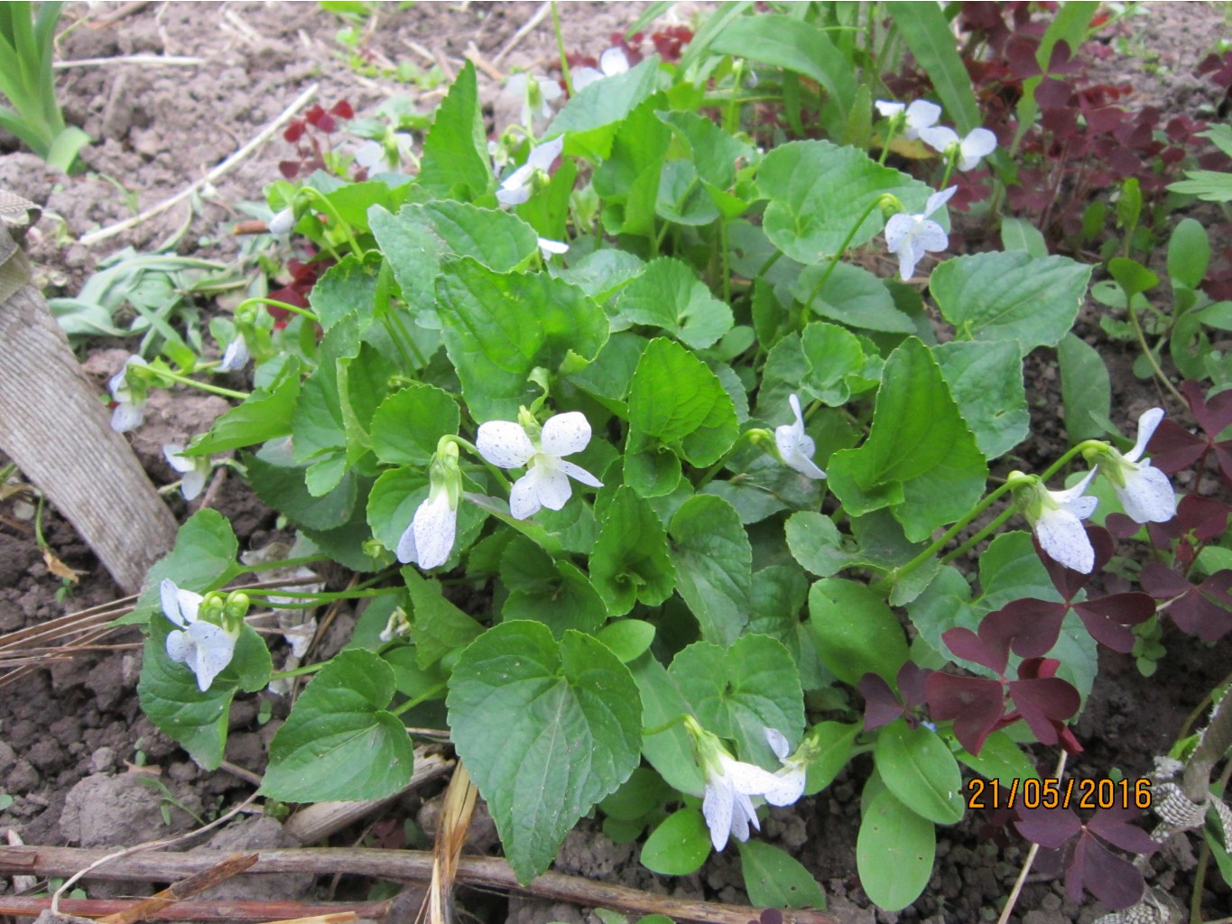 Viola sororia 'Freckles'  50