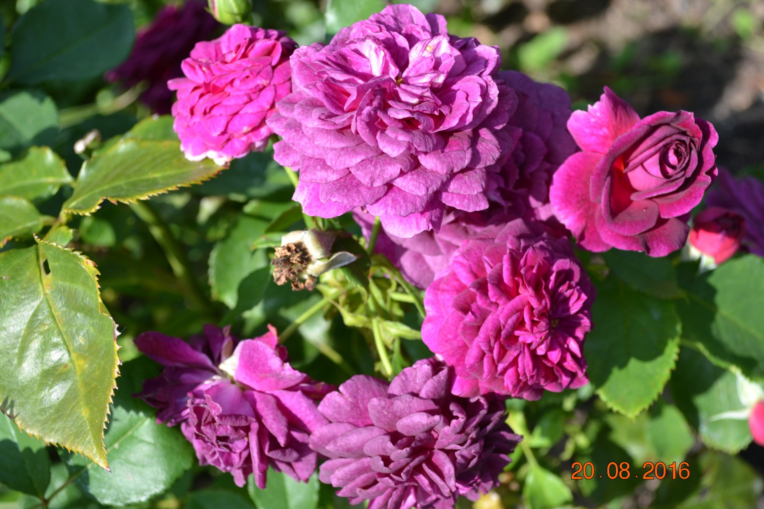DSC 0704.JPG