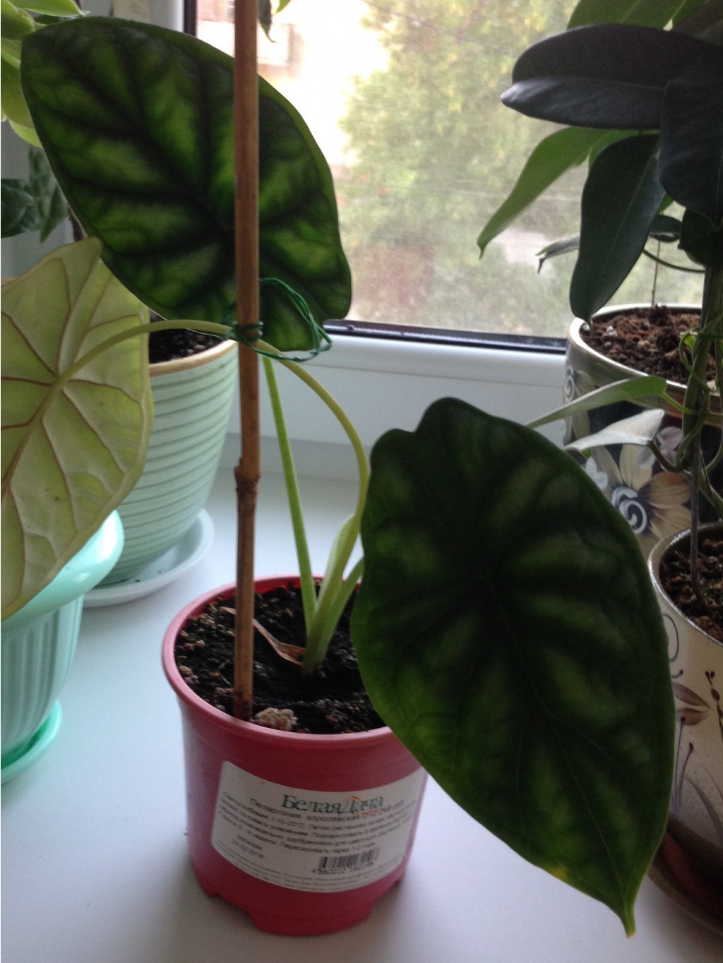 Alocasia Dragon Scale