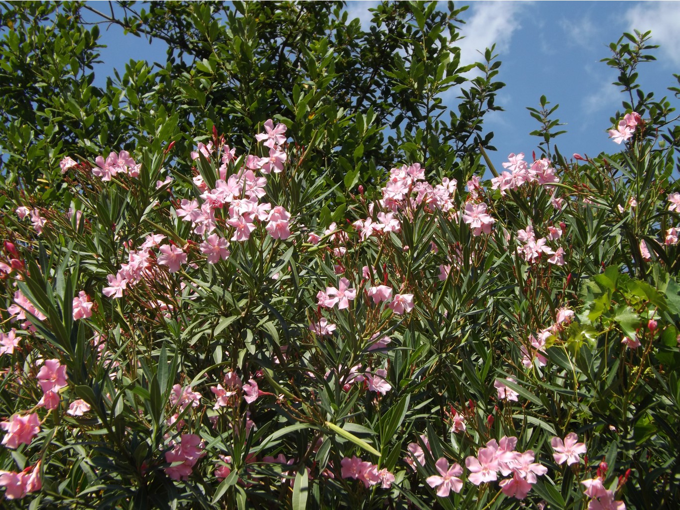 DSCF6589.JPG