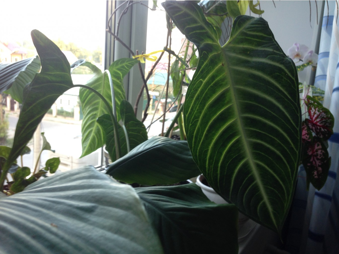 Alocasia lindenii (Xanthosoma lindenii