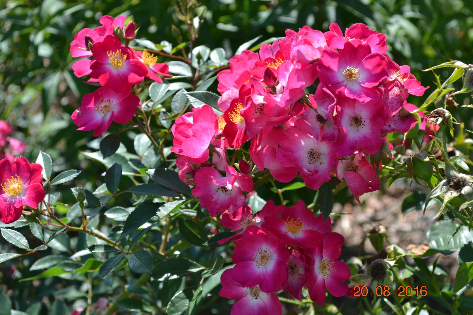 DSC 0707.JPG